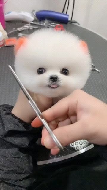 Instagram post by @_cutepom.com_