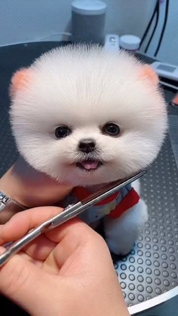 Instagram post by @_cutepom.com_