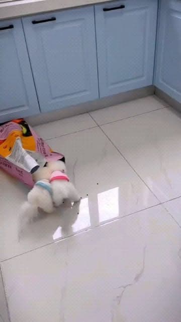 Instagram post by @_cutepom.com_