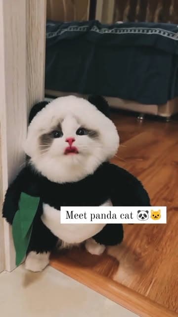 Instagram post by @_cutepom.com_