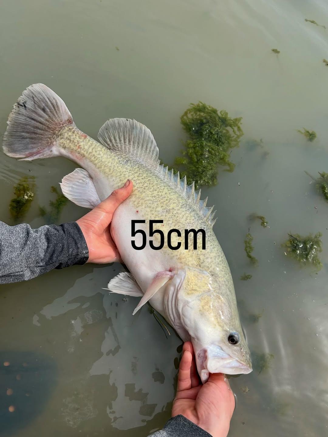 Instagram post by @crookefishing