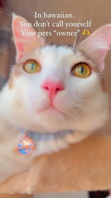 Instagram post by @dodonemocleololo_cat