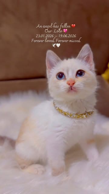 Instagram post by @dodonemocleololo_cat