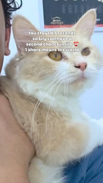 Instagram post by @dodonemocleololo_cat