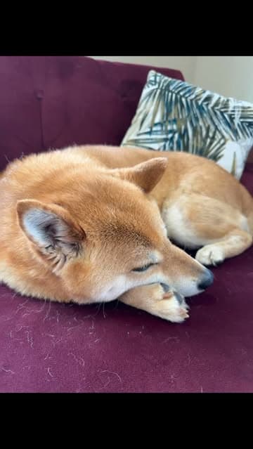 Instagram post by @honeygoldenpot