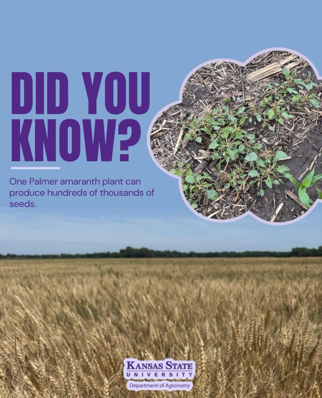 Instagram post by @ksuagronomy