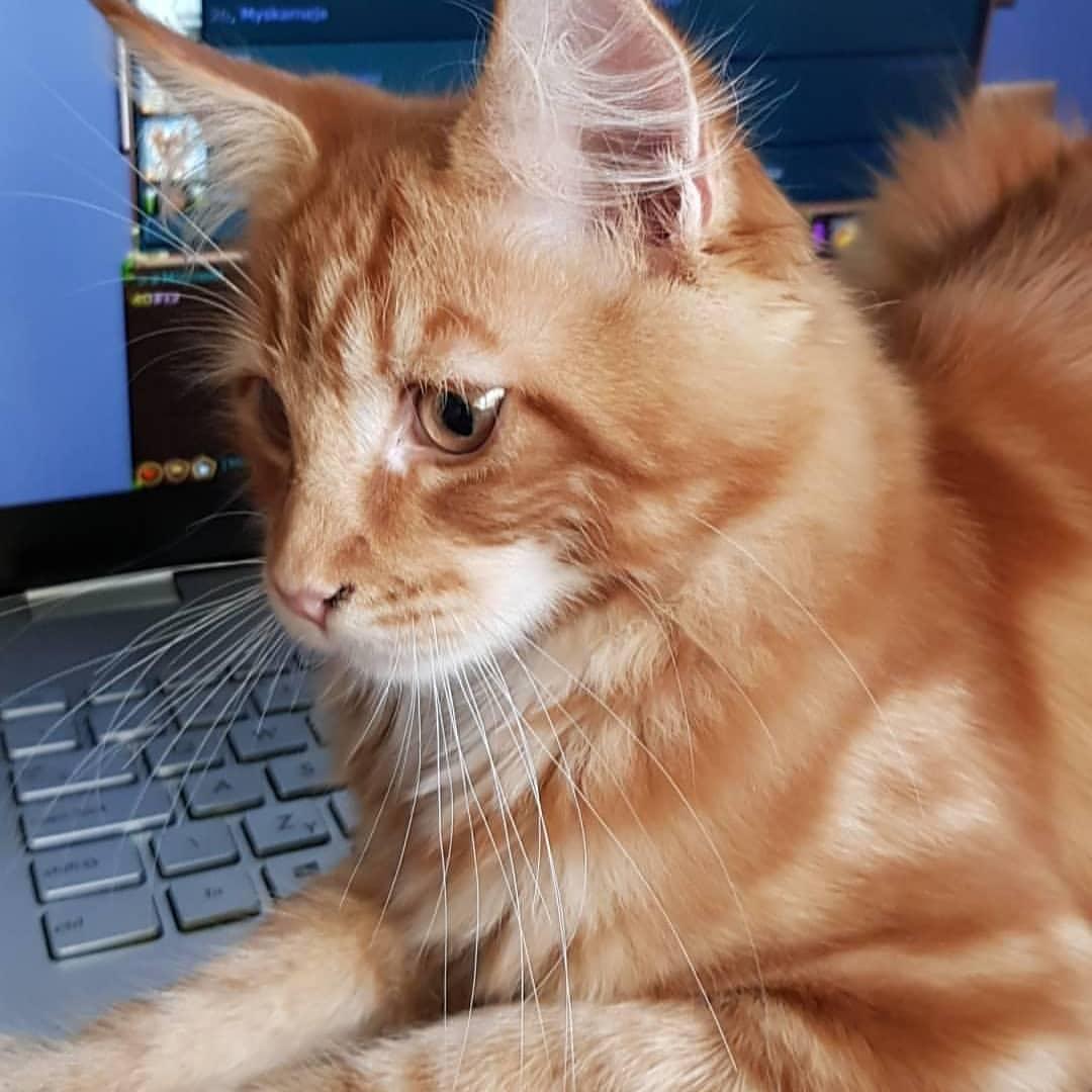 Instagram post by @mikesescz