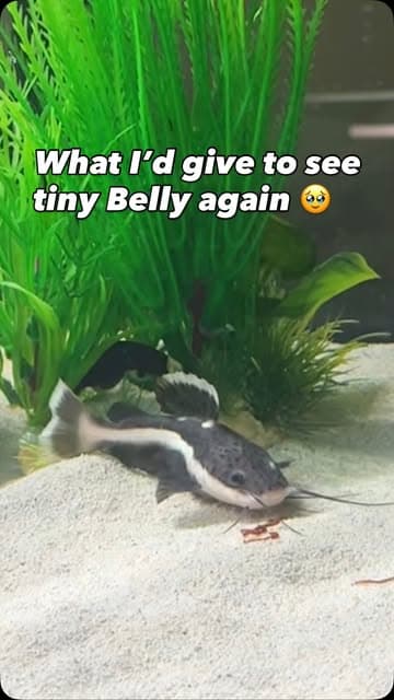 Instagram post by @muellers.aquatics