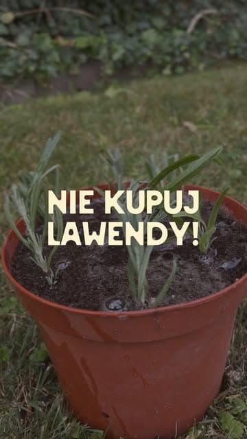 Instagram post by @ogrodnik.doskonaly