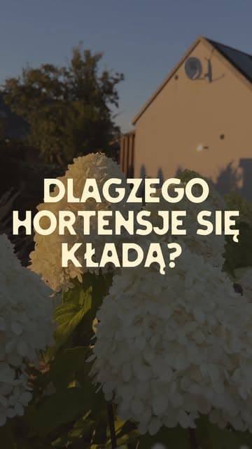 Instagram post by @ogrodnik.doskonaly