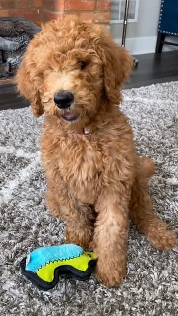 Instagram post by @sir_elton_goldendoodle