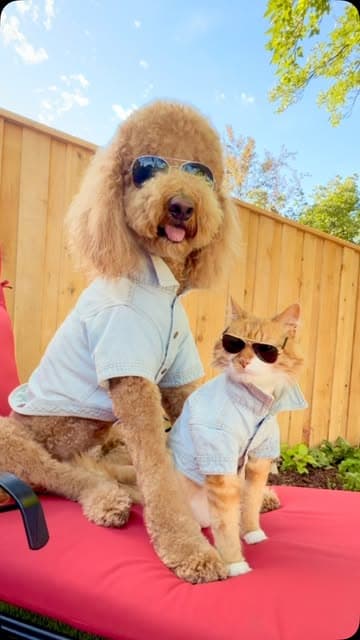 Instagram post by @sir_elton_goldendoodle