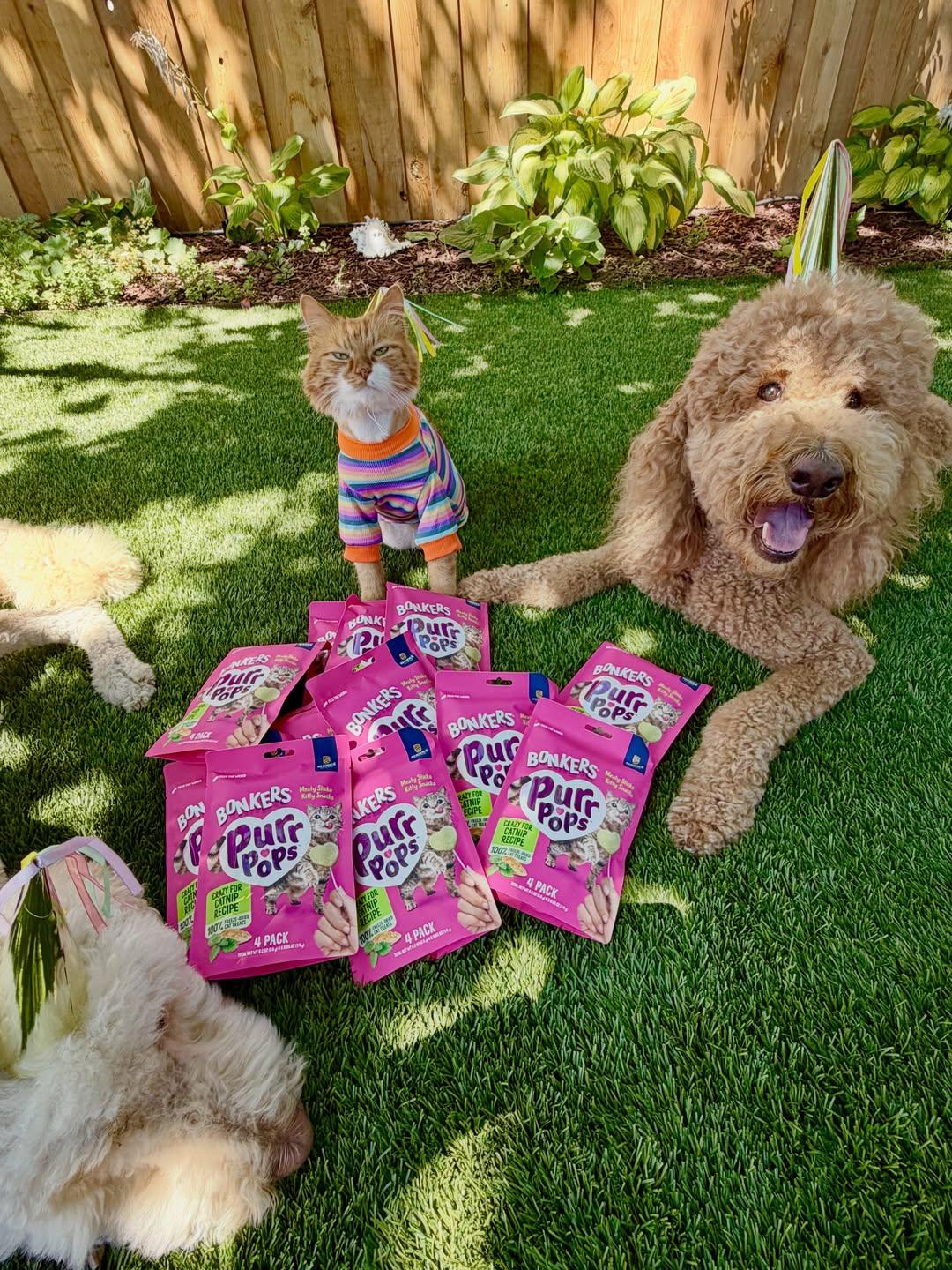 Instagram post by @sir_elton_goldendoodle