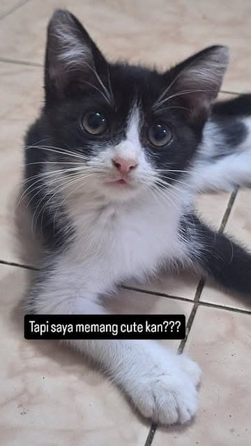 Instagram post by @tengkusofiasaziz