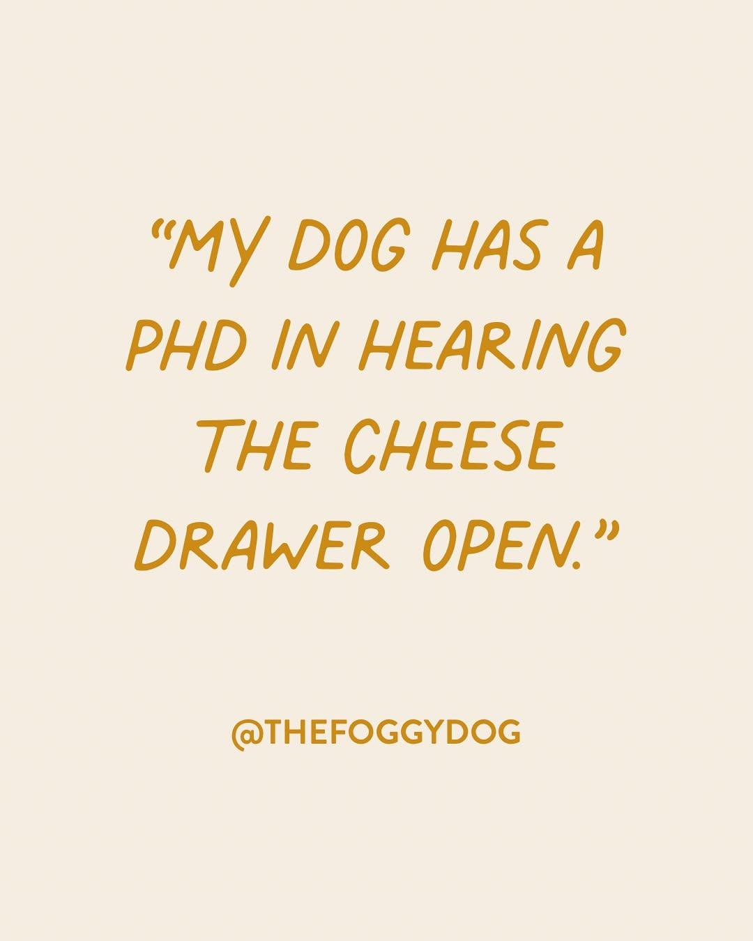 Instagram post by @thefoggydog