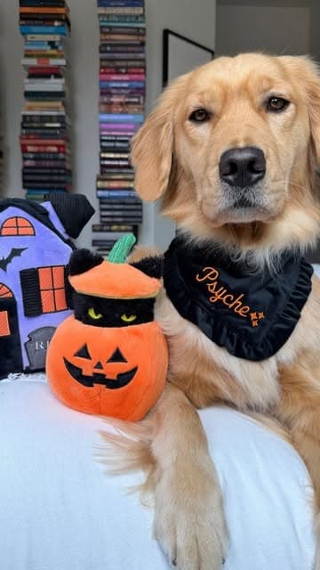 Instagram post by @thefoggydog