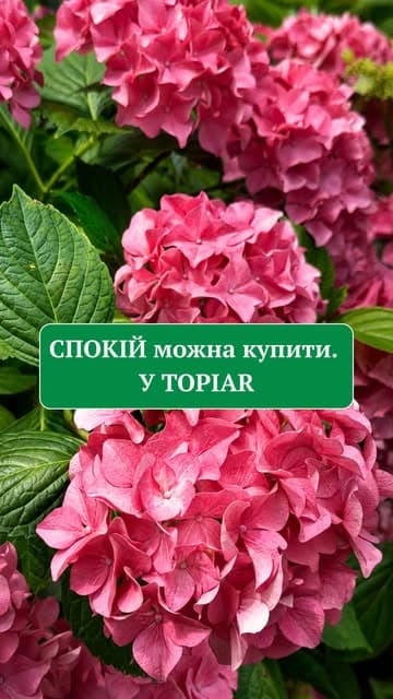 Instagram post by @topiar.ua