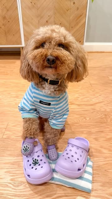 Instagram post by @wagwear