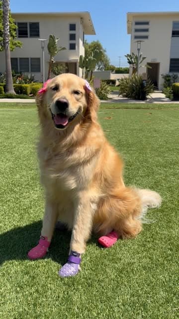 Instagram post by @wagwear