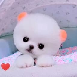 _cutepom.com_