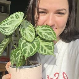 blanca.variegada