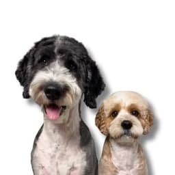 dapperdoodleduo