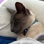 kittencentraluk