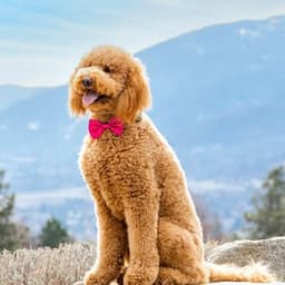 sir_elton_goldendoodle