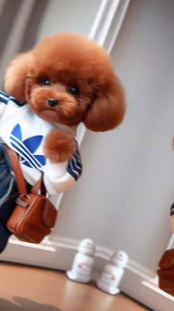 @_cutepom.com_'s Instagram post posted on date 12/2/2023 which generated 497 likes and 1 comments