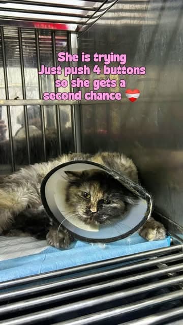 @dodonemocleololo_cat's Instagram post posted on date 9/5/2026 which generated 1174 likes and 382 comments