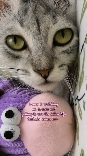 @dodonemocleololo_cat's Instagram post posted on date 9/6/2026 which generated 284 likes and 53 comments