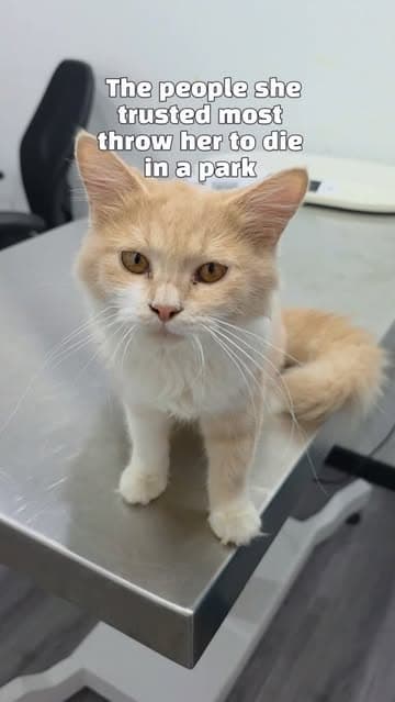 @dodonemocleololo_cat's Instagram post posted on date 9/7/2026 which generated 477 likes and 69 comments