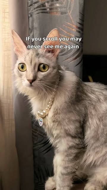 @dodonemocleololo_cat's Instagram post posted on date 8/30/2026 which generated 1675 likes and 245 comments