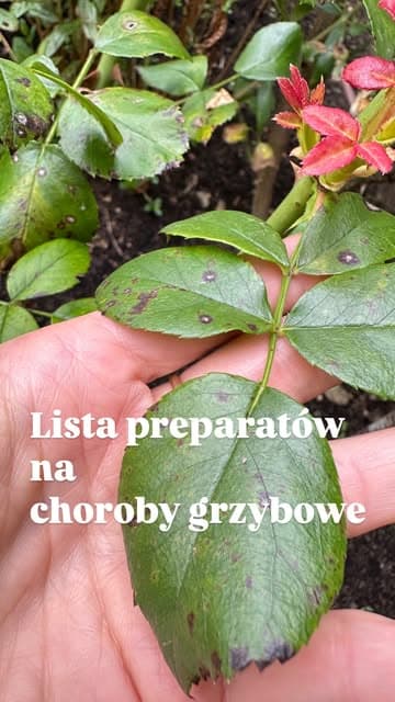 @garden_by_marta's Instagram post posted on date 8/5/2025 which generated 1112 likes and 93 comments