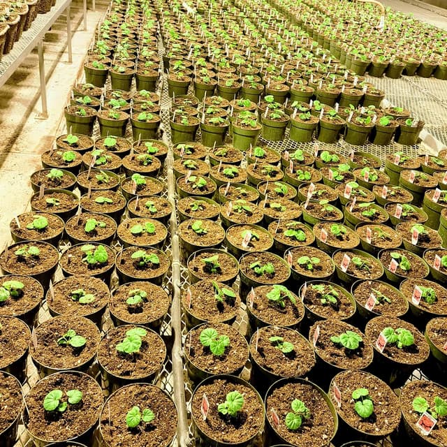 @horticulture_club_wsu's Instagram post posted on date 2/7/2025 which generated 19 likes and 0 comments