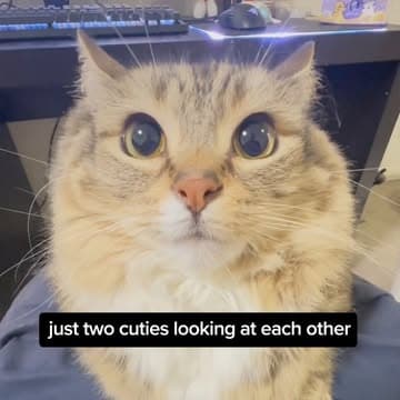 @lunaistabby's Instagram post posted on date 1/15/2025 which generated 96690 likes and 277 comments