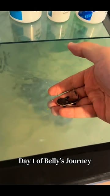 @muellers.aquatics's Instagram post posted on date 2/19/2026 which generated 113931 likes and 282 comments