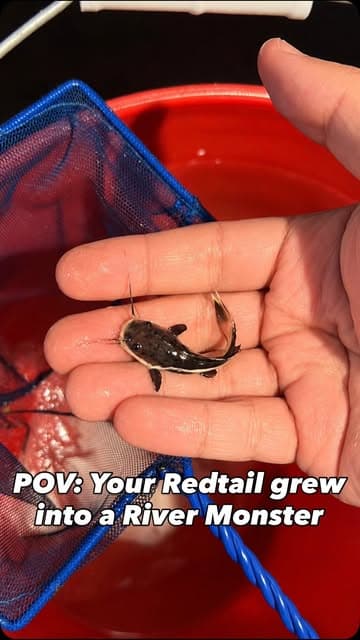 @muellers.aquatics's Instagram post posted on date 7/31/2026 which generated 257984 likes and 509 comments