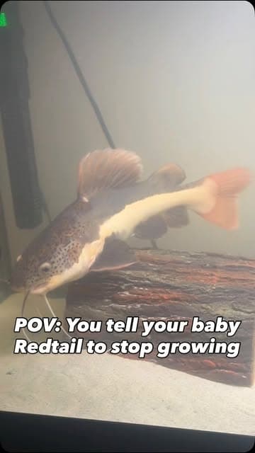 @muellers.aquatics's Instagram post posted on date 10/1/2026 which generated 274 likes and 2 comments