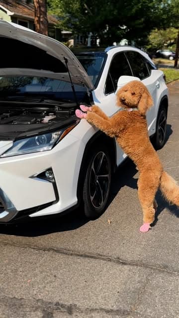 @sir_elton_goldendoodle's Instagram post posted on date 8/25/2025 which generated 236 likes and 84 comments