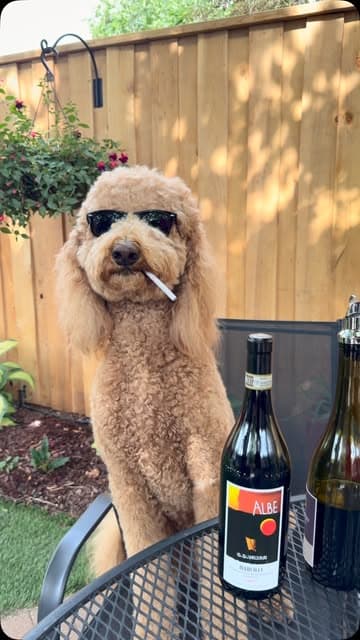 @sir_elton_goldendoodle's Instagram post posted on date 7/22/2026 which generated 21909 likes and 146 comments