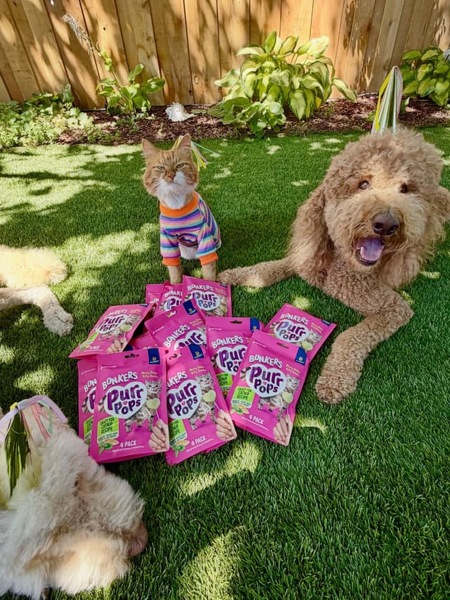 @sir_elton_goldendoodle's Instagram post posted on date 8/1/2026 which generated 89 likes and 40 comments