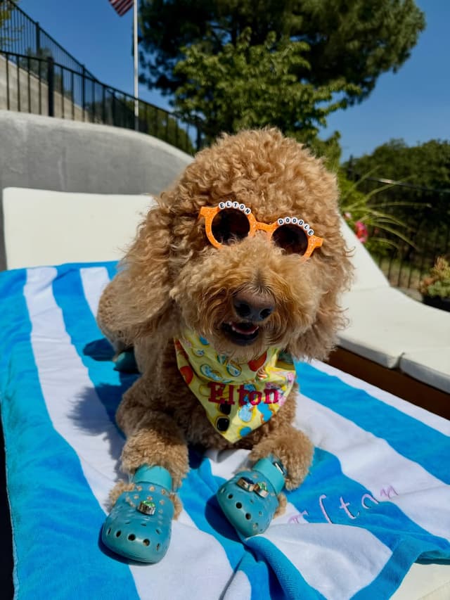 @sir_elton_goldendoodle's Instagram post posted on date 8/19/2026 which generated 71 likes and 36 comments