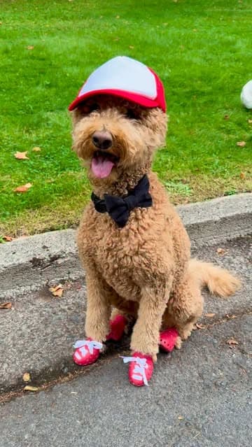 @sir_elton_goldendoodle's Instagram post posted on date 8/21/2026 which generated 160 likes and 46 comments