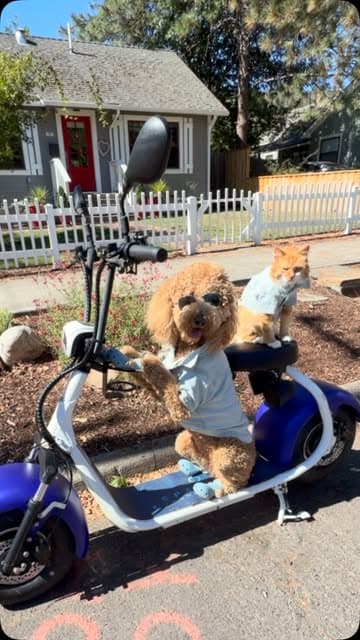 @sir_elton_goldendoodle's Instagram post posted on date 8/24/2026 which generated 111 likes and 50 comments