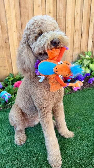 @sir_elton_goldendoodle's Instagram post posted on date 8/24/2026 which generated 50 likes and 33 comments