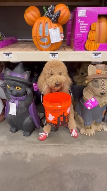 @sir_elton_goldendoodle's Instagram post posted on date 8/26/2026 which generated 267 likes and 106 comments