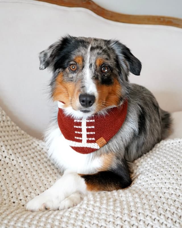 @thefoggydog's Instagram post posted on date 9/12/2026 which generated 323 likes and 25 comments