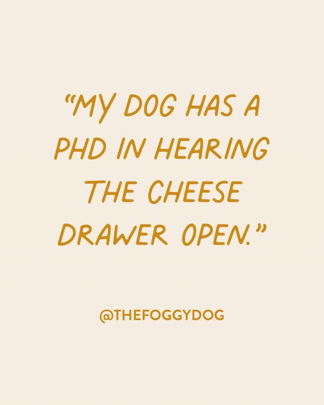 @thefoggydog's Instagram post posted on date 9/13/2026 which generated 1403 likes and 21 comments