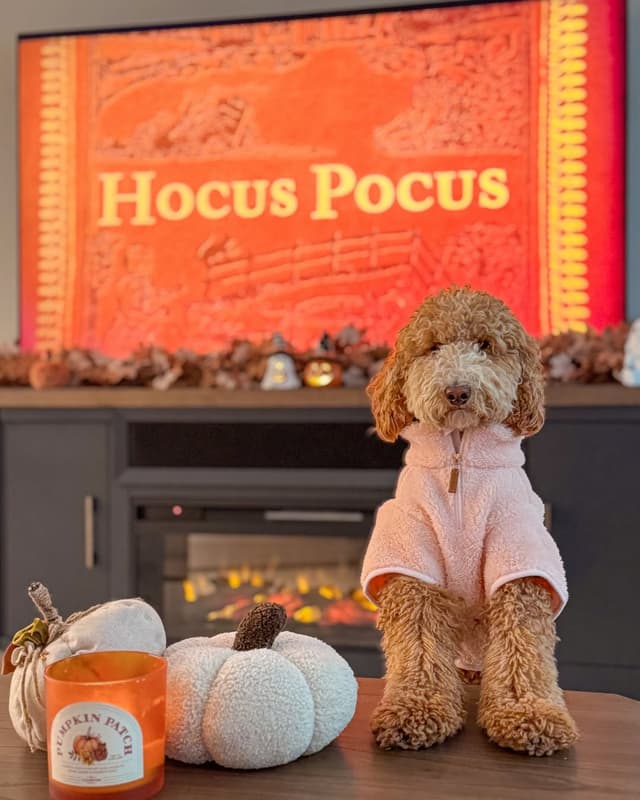 @thefoggydog's Instagram post posted on date 9/15/2026 which generated 260 likes and 20 comments